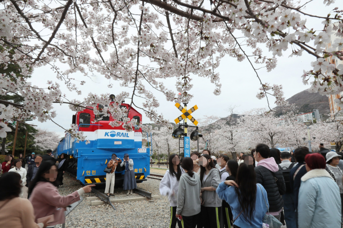 경화역 벚꽃 모습./사진제공=창원특례시