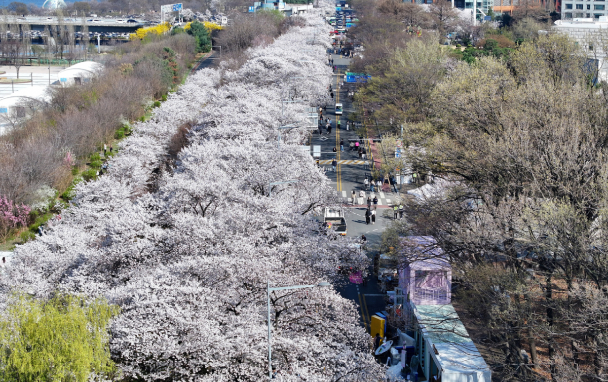  '여의도 봄꽃축제'를 하루 앞둔 2일 서울 여의도 윤중로에 벚꽃이 만개해 있다. 2026.4.2 /사진=뉴스1