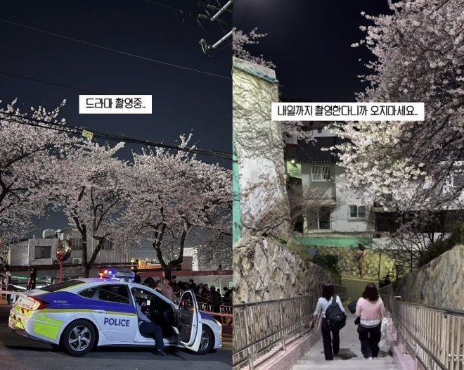 벚꽃 명소로 꼽히는 부산 개금벚꽃문화길 일부가 드라마 촬영을 위해 통제되면서 논란을 빚었다. /사진=스레드