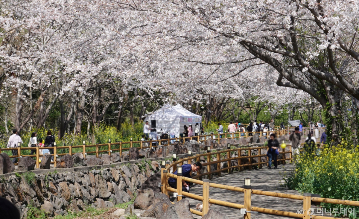 4일 오후 제주 서귀포시 서홍동 웃물교 일대에서 열린 제4회 서홍동 웃물교 벚꽃구경 축제에서 방문객들이 웃물교를 걷고 있다. /사진=뉴시스