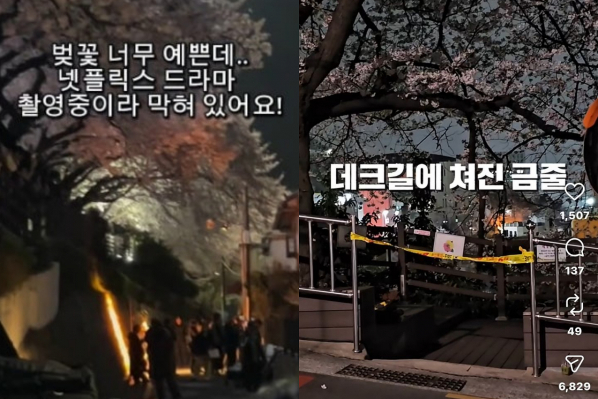 부산 부산진구 개금벚꽃문화길에서 넷플릭스 드라마 영화 촬영으로 메인 벚꽃 데크길이 통제되자 SNS(소셜미디어)를 중심으로 불만이 터져나왔다. /사진=스레드, 인스타그램 캡처