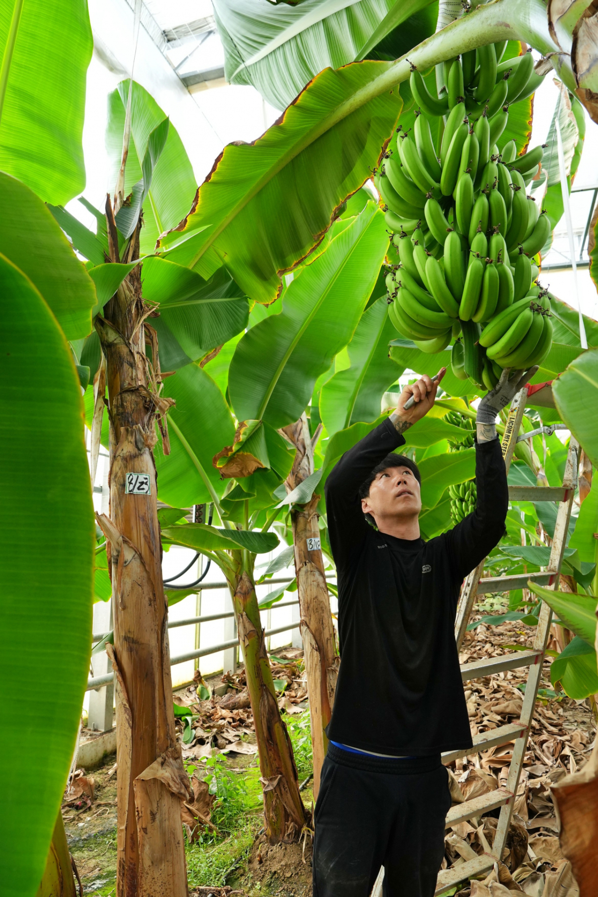 작업자가 바나나 수확을 진행하는 모습. /사진제공=롯데마트