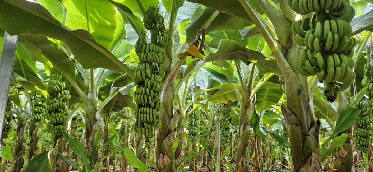 전라남도 신안군 도초면 내 바나나 스마트팜에 바나나 열매가 주렁주렁 달린 모습. /사진제공=안섬바나나사회적협동조합
