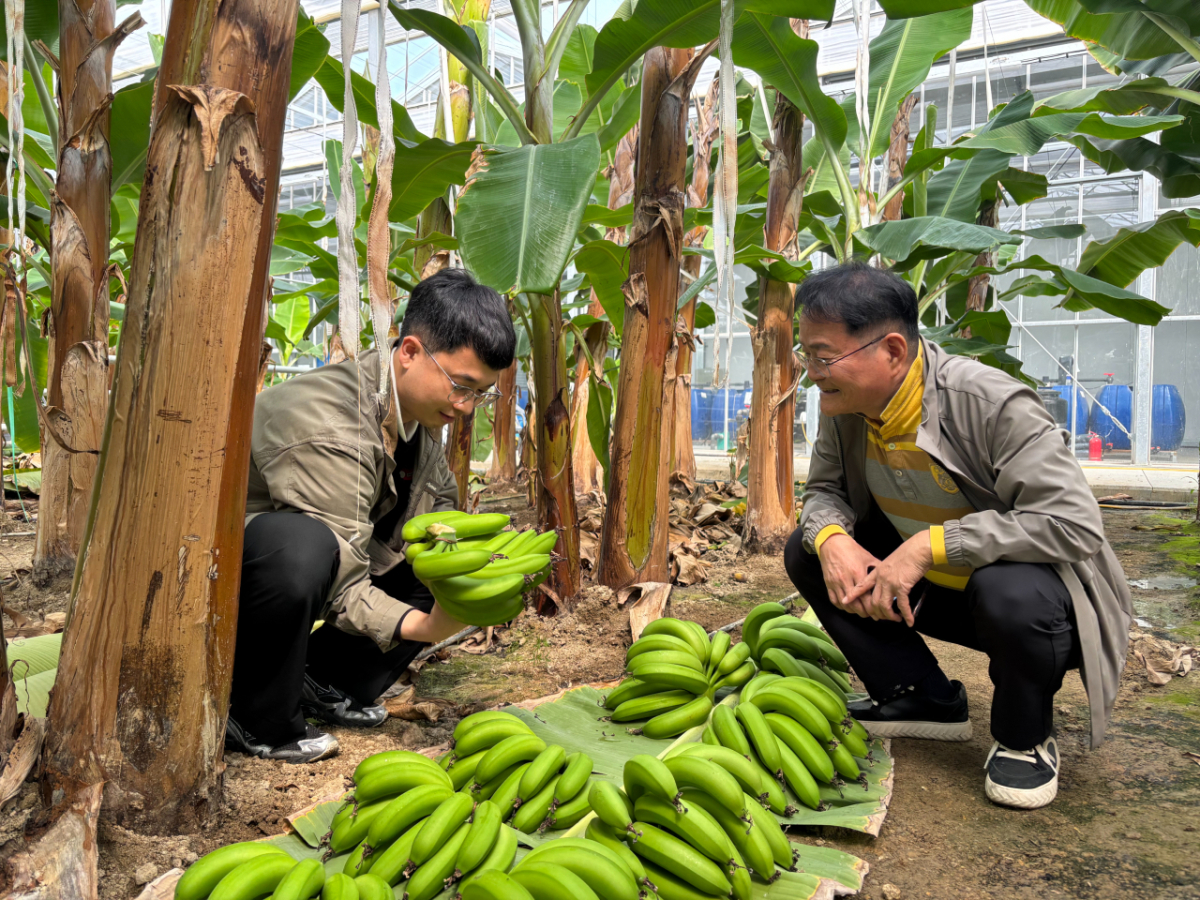 3일 오전 전라남도 목포에서 배로 1시간가량 들어간 신안군 도초면 내 바나나 스마트팜. 사진은 신한솔 롯데마트 MD와 김일수 신안섬바나나사회적협동조합 이사장이 이날 수확한 바나나를 살펴보고 있는 모습. /사진=하수민기자