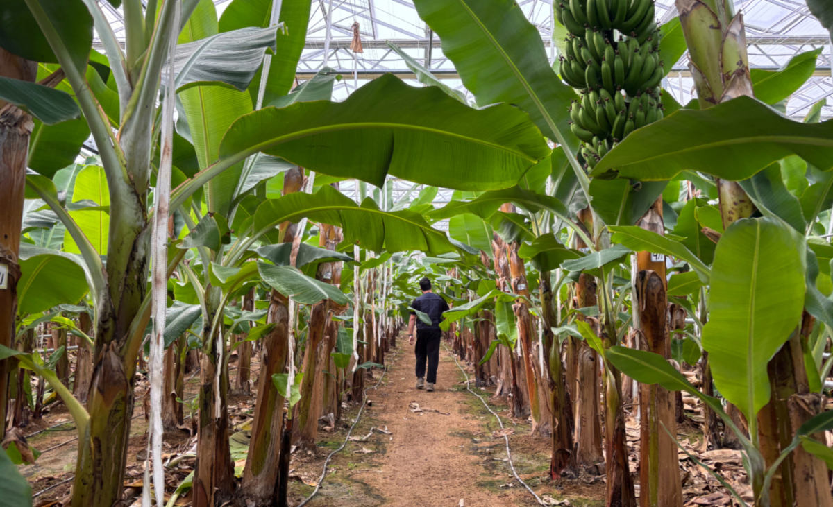 전라남도 신안군 도초면 내 바나나 스마트팜 내부. /사진=하수민 기자