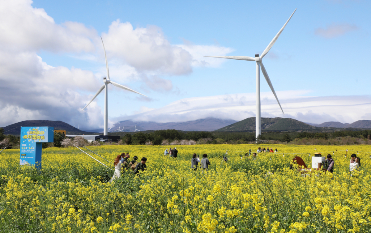 지난 4일 오전 제주 서귀포시 표선면 가시리에서 열린 제43회 서귀포유채꽃축제에서 시민들이 봄기운을 만끽하고 있다. / 사진 = 뉴스1