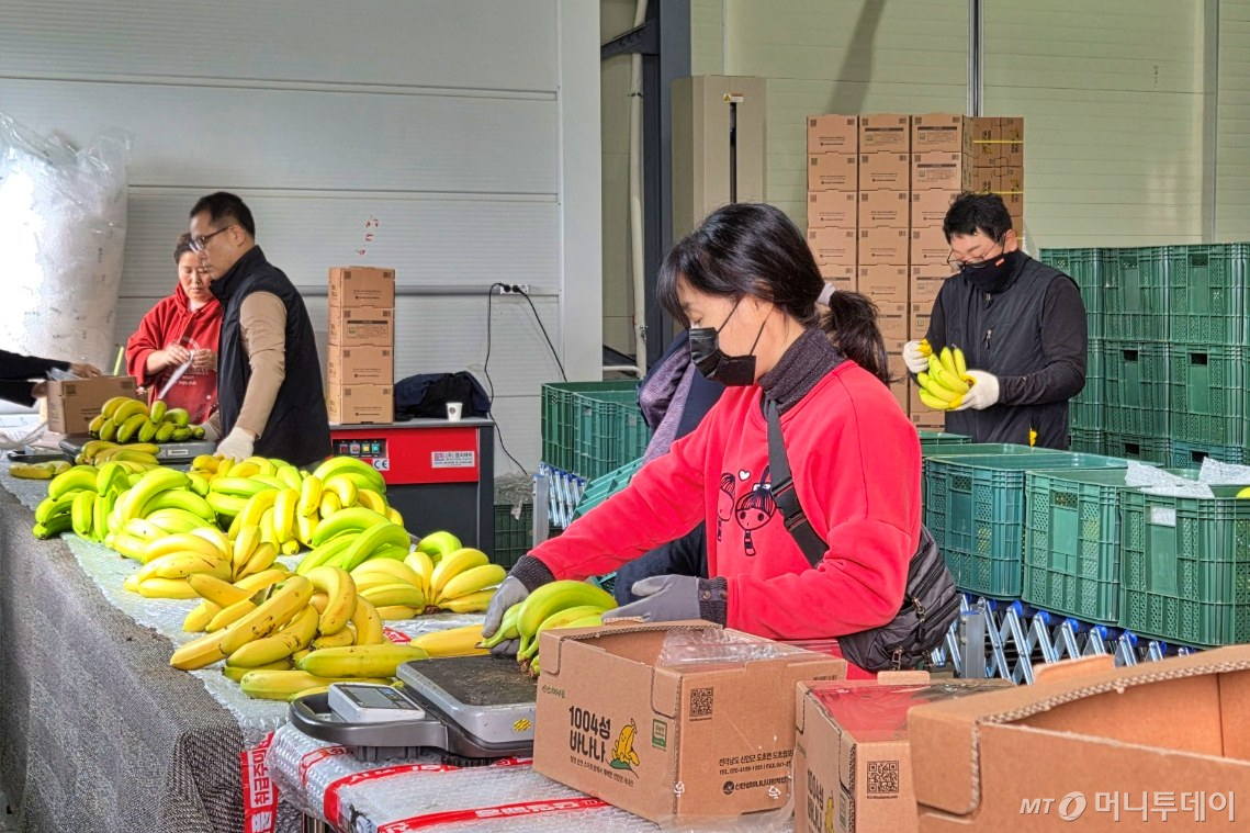 전라남도 신안군 도초면에 조성된 바나나 스마트팜에서 작업자가 바나나를 수확하고 있다. 아래쪽은 후숙한 바나나를 선별·포장하는 모습.   /사진 제공=롯데마트