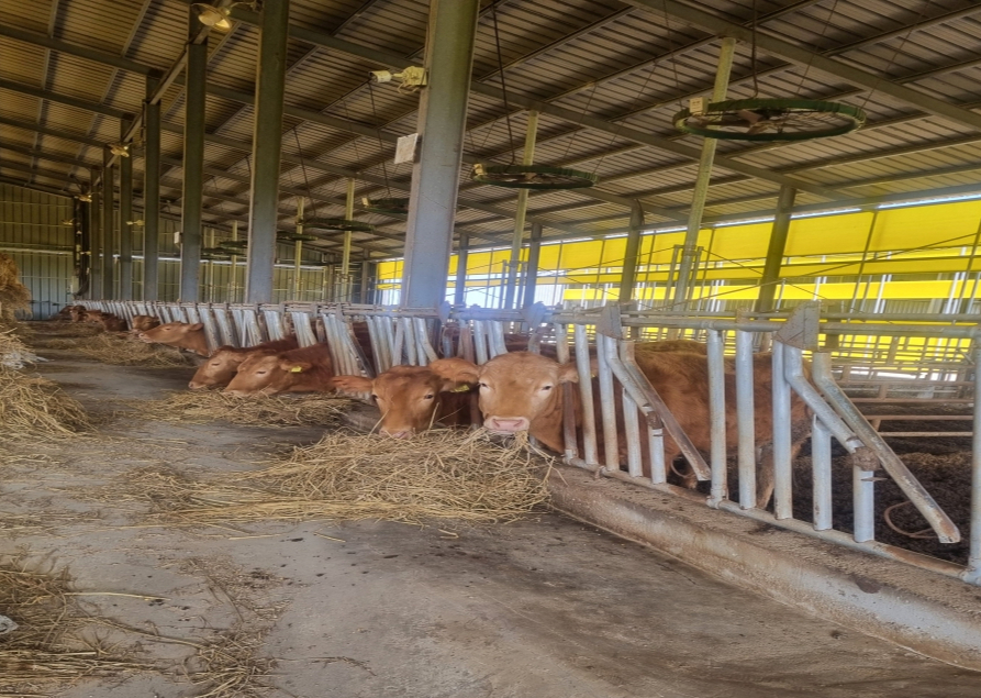 전남도내 한우 축사./사진제공=전라남도