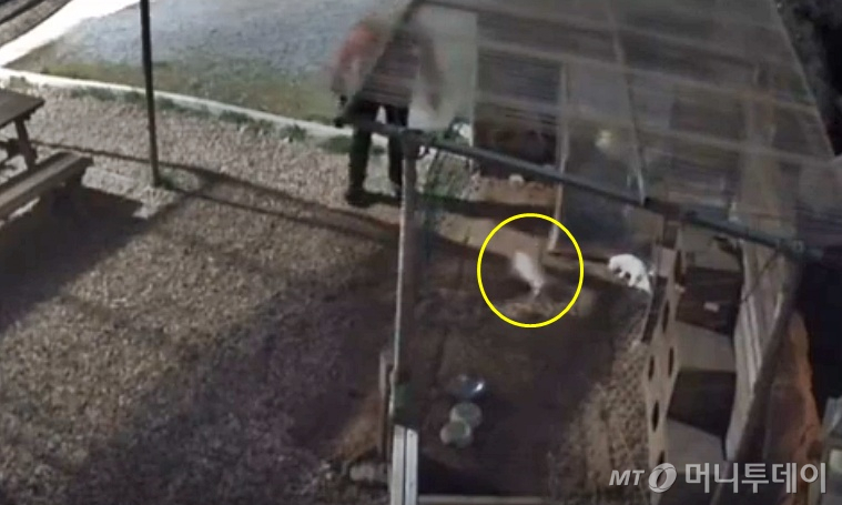 남성이 강아지들을 내던지는 모습./사진=A씨 인스타그램
