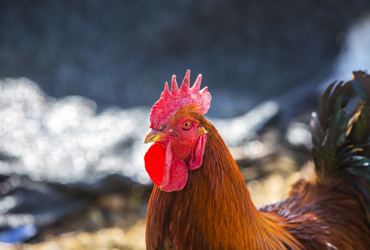전북 익산에서 닭 100여마리가 도로로 쏟아지는 소동이 벌어졌다. 기사의 이해를 돕기 위한 자료사진./사진=게티이미지뱅크.