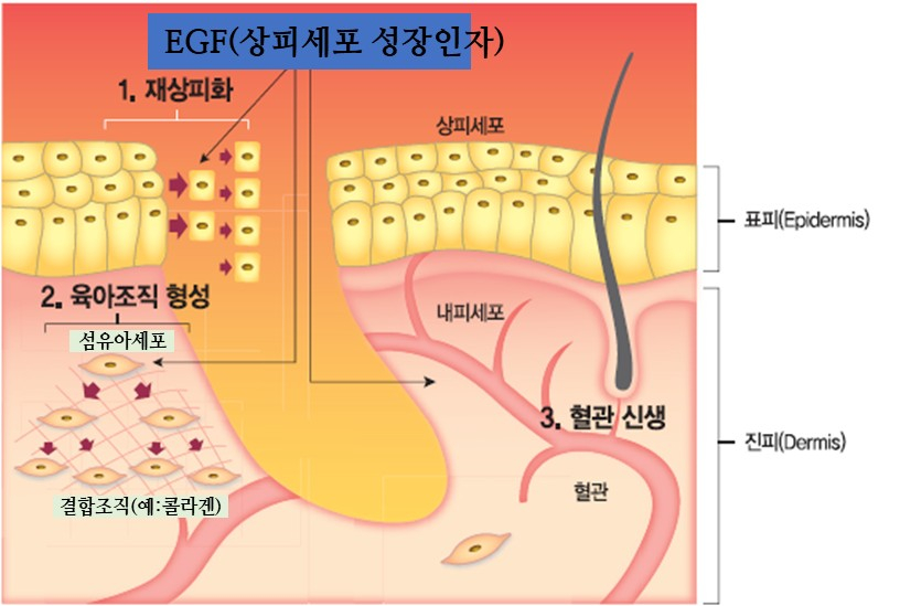 EGF의 상처 치료 작용기전./사진=대웅제약