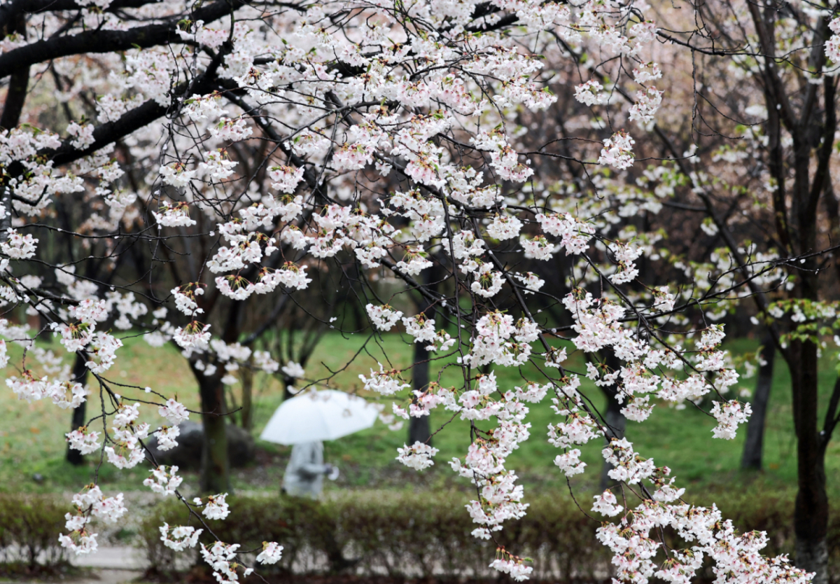 경기도 고양시 일산호수공원에서 시민들이 우산을 쓴채 벚꽃 핀 산책로를 걷고 있다. /사진=뉴시스