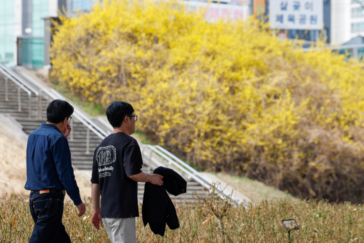 서울 성동구 제2마장교 인근에 노란 개나리가 활짝 핀 가운데 반팔을 입은 시민이 지나가고 있다. /사진=뉴스1