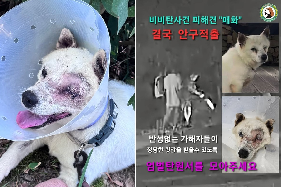 경남 거제 식당 반려견 비비탄 테러 사건의 피해 강아지(왼쪽)와 20대 가해자 무리 모습. /사진=비글구조네트워크 SNS 갈무리