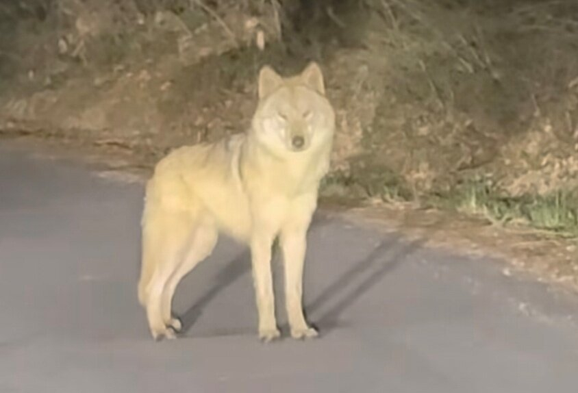 대전 오월드에서 탈출한 늑대 '늑구'가 5일 만에 포착된 가운데 신고자에 대해 관심이 쏠린다. /사진=신고자 SNS