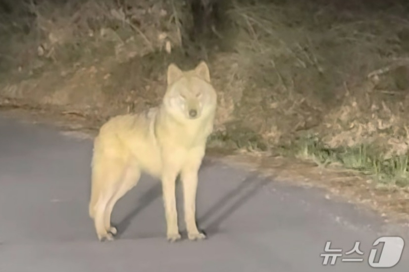 대전 오월드에서 탈출한 늑대 '늑구'를 목격했다고 신고한 시민이 SNS를 통해 공개한 영상 캡처. /사진=뉴스1