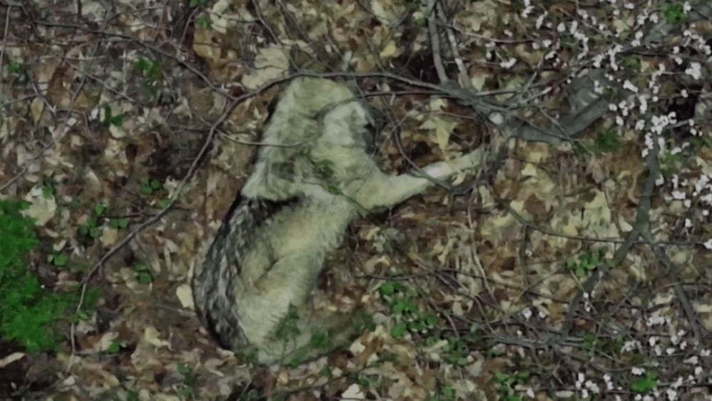 대전 오월드 인근 야산에서 잠을 청하고 있는 늑구의 모습. /사진=뉴시스