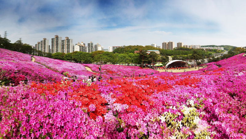 군포철쭉동산./사진제공=군포시