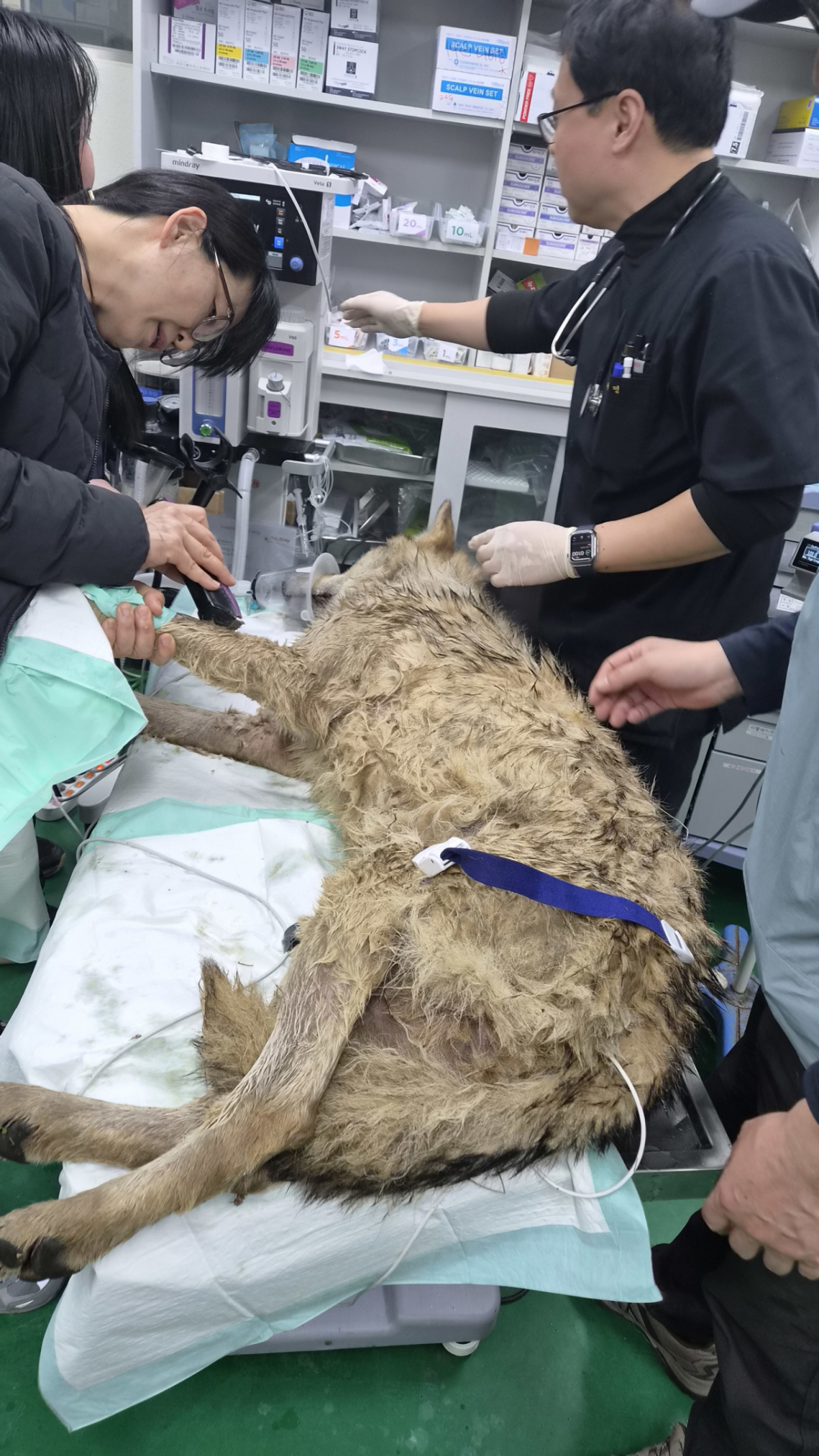 대전 오월드 동물원을 탈출한 수컷 늑대 '늑구'가 9일 만에 포획됐다. 17일 관계자들이 오월드로 이송된 늑구의 건강상태를 확인하고 있다. /사진=대전시 제공