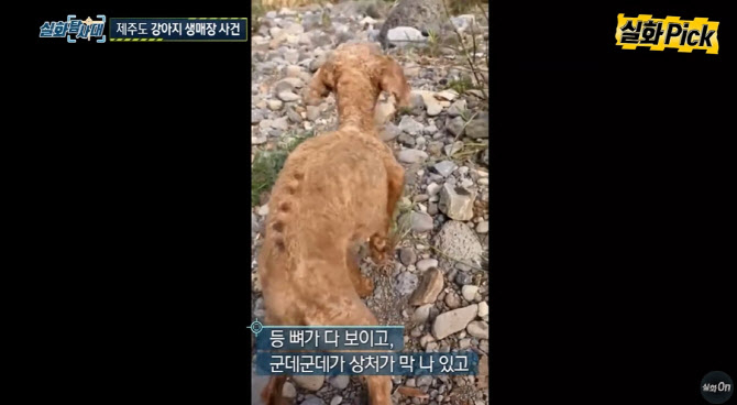 구조된 개는 온몸에 뼈만 앙상했고, 발에는 상처가 난 듯 피딱지가 있었다. /사진=MBC '실화탐사대' 