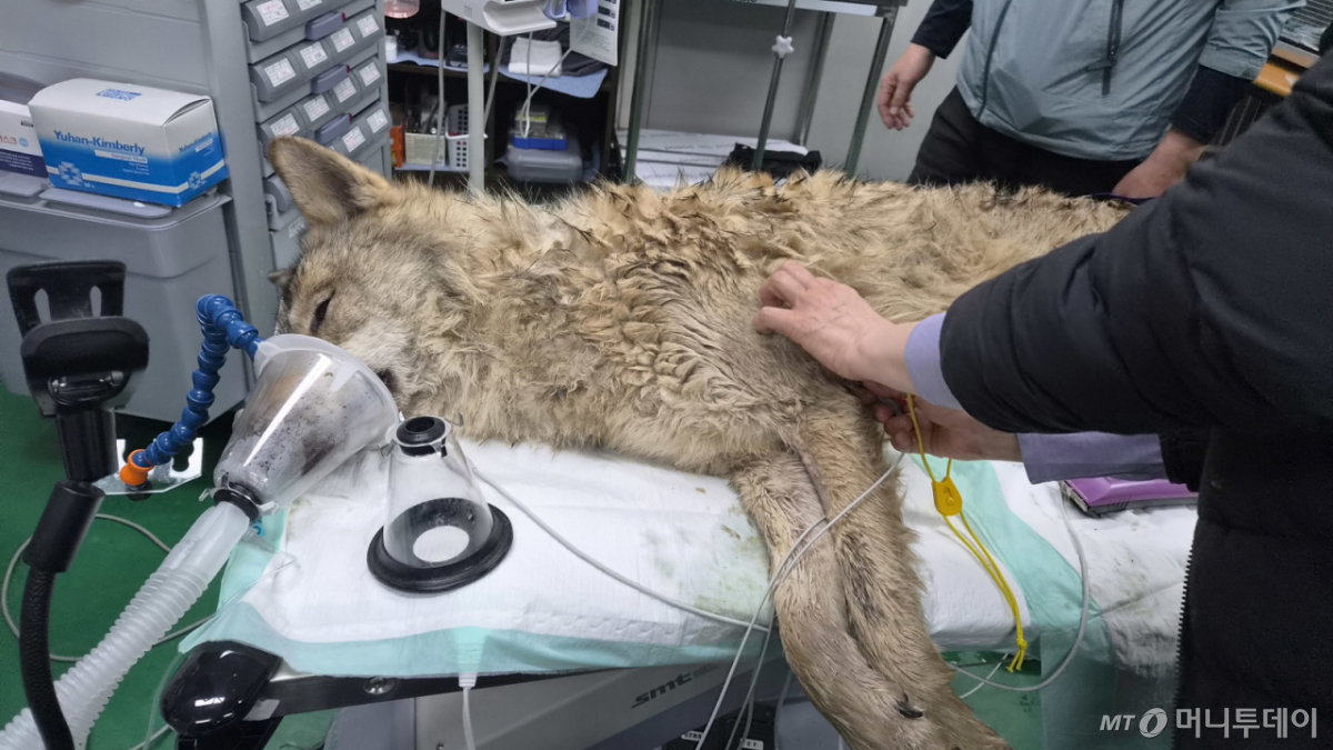 대전 오월드 동물원을 탈출한 수컷 늑대 '늑구'가 9일 만에 포획됐다./사진=뉴스1