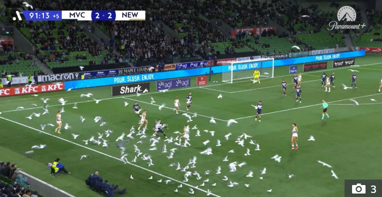 경기장을 덮친 갈매기 떼. /사진=더선 갈무리