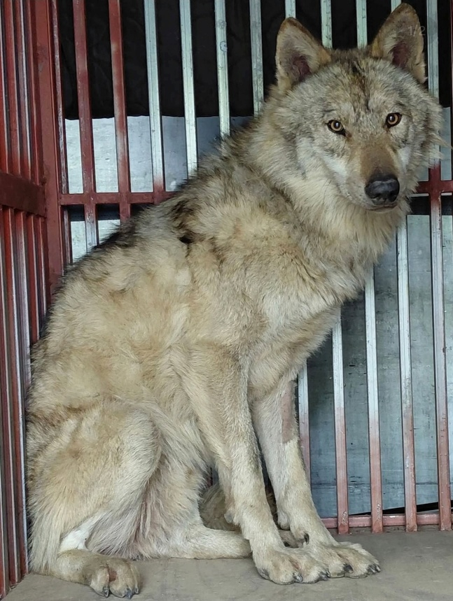 대전 오월드를 탈출했던 늑구가 지난 17일 무사 복귀한 모습. /사진=대전광역시 공식 SNS 갈무리