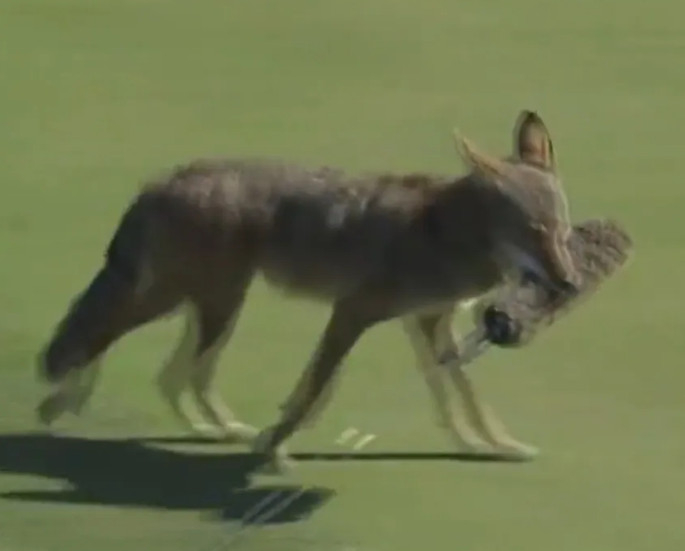마이크를 물고 달아나는 늑대의 모습. /사진=더선 제공