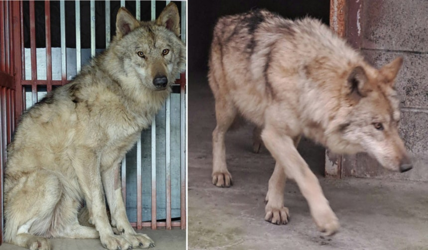 대전 중구 오월드에서 탈출한 늑대 '늑구'가 외부 의료기관에서 치료를 받고 회복중인 모습./사진=뉴스1(대전시 제공)