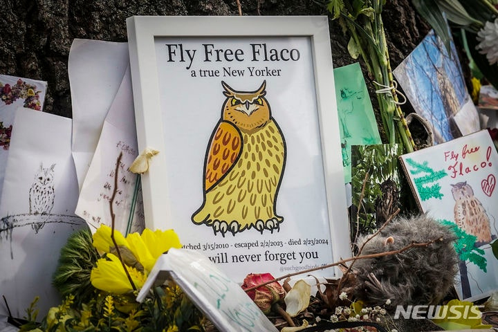 2024년 2월 미국 뉴욕의 센트럴파크에 있는 참나무 밑에 올빼미 '플라코'의 죽음을 애도하는 그림과 메시지들이 놓여 있다. 시민들은 "가슴 아프지만 플라코의 생존 용기에 감동했다"라며 "플라코는 모든 사람에게 많은 기쁨을 안겨줬다"라고 말했다./뉴욕=AP/뉴시스
