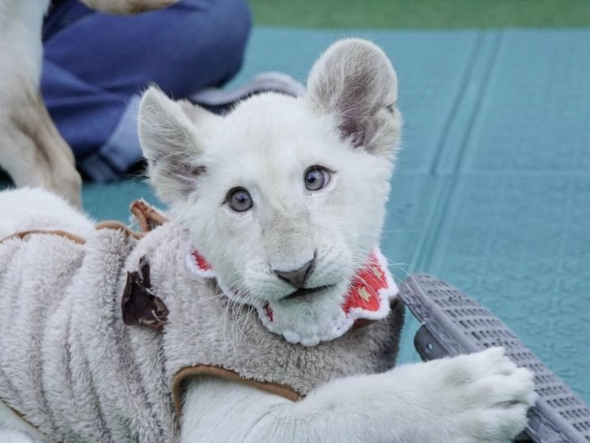 사진=대전 아쿠아리움 제공