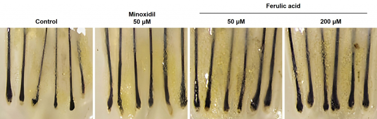 천궁 추출물 유래 발모 촉진 성분의 모발 성장기 유지 및 두께 실험. /사진제공=LG생활건강. 