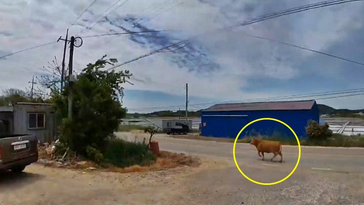 28일 오전 11시28분쯤 전남 신안군 한 축사에서 소 1마리가 탈출해 당국이 포획했다./사진=전남소방본부 제공