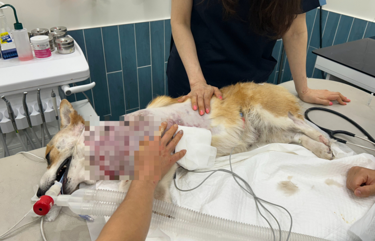 동물병원으로 옮겨진 두부. A씨는 "엽사가 두부를 데리고 병원에 가겠다고 했다. 저는 지인이 운전하는 차를 타고 따라갔다. 엽사가 알고 있는 병원에 가다 보니 이동 시간만 40분이 걸렸다. 출근 시간이 겹쳐서 너무 막히기도 했다"며 "갔더니 큰 동물병원에 가야 한다고 해서 다른 병원으로 옮기고, 또 거절당해서 다른 병원으로 옮겼다. 결국 골든타임을 놓쳐서 무지개 다리를 건넜다"고 했다./사진=A씨 제공