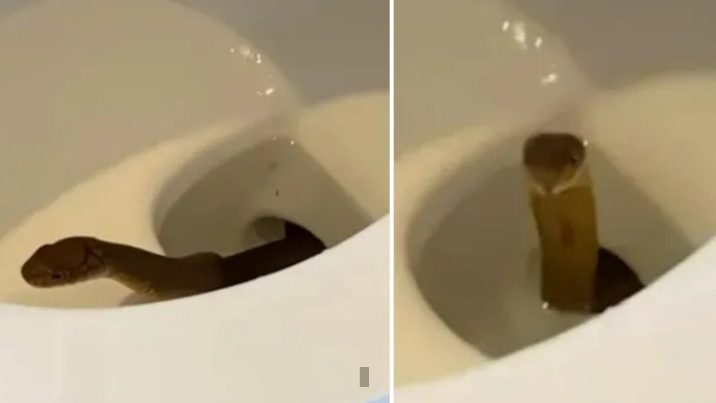 필리핀 산악 고원에 자리한 호텔 화장실 변기 안에서 맹독을 가진 킹코브라가 나타나는 소동이 빚어졌다. /사진=영국 매체 The Sun 캡처