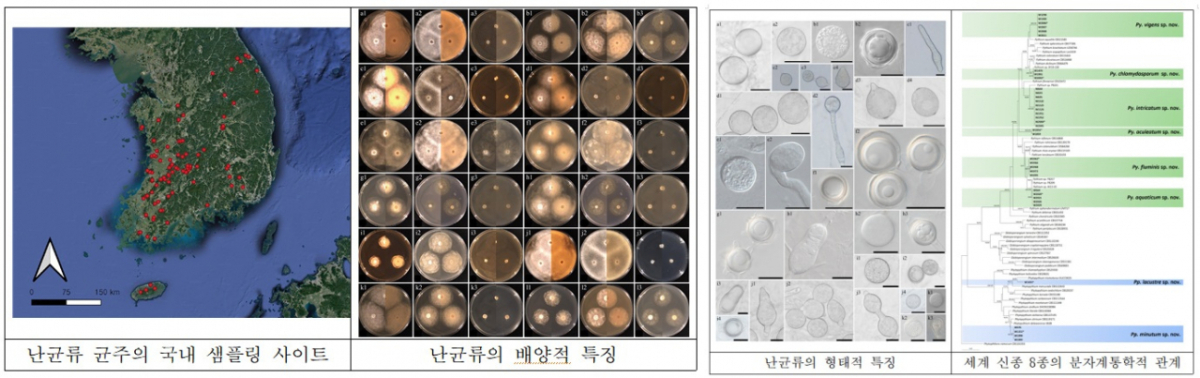 최영준 군산대 생명과학과 교수팀의 연구자료 이미지./사진제공=군산대