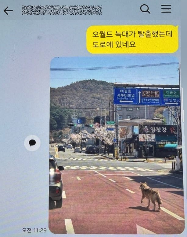 대전 오월드에서 늑대 '늑구'가 탈출했을 당시 AI로 만든 가짜 사진이 유포돼 공공 안전 위협을 초래했다. /사진=뉴시스(대전경찰청 제공)
