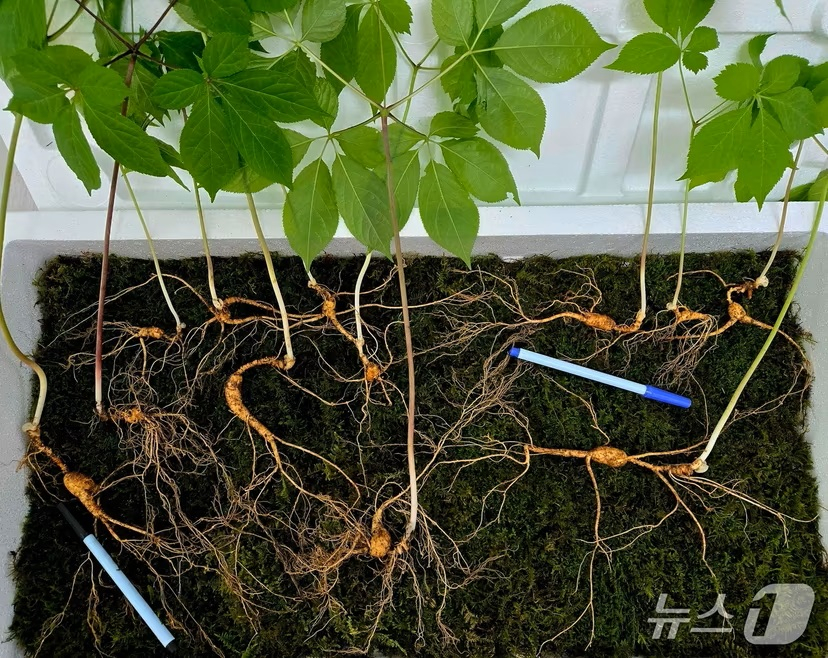 약초꾼 황모씨가 지난 17일 경남 산청군 지리산 자락에서 100년근 이상을 포함해 천종산삼 12뿌리(114g)를 발견했다. /사진=뉴스1