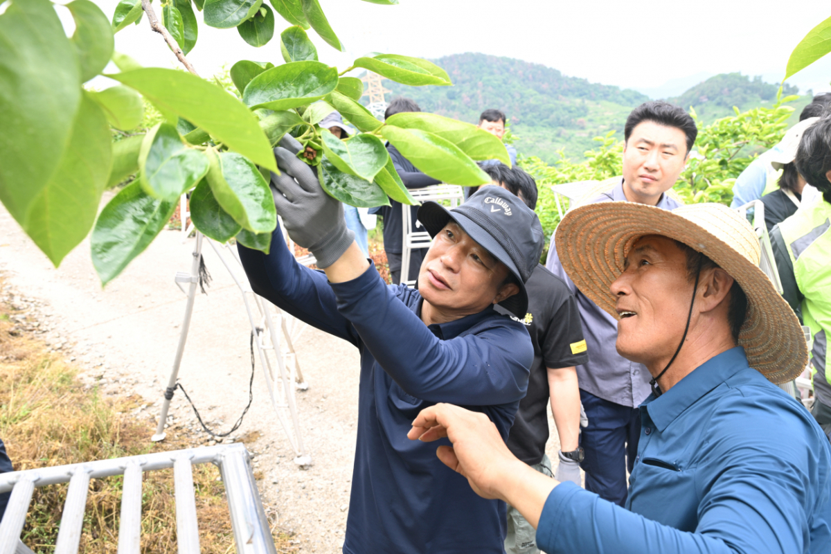 최학범 경남도의회 의장(왼쪽)이 의회사무처 직원과 단감농가 일손돕기를 하고 있다./사진제공=경남도의회