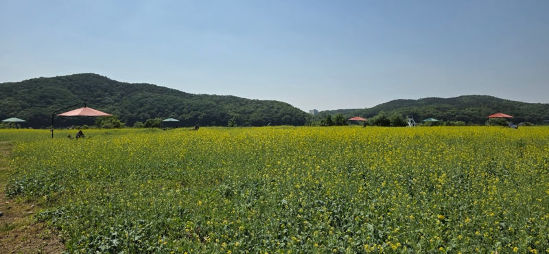 용인특례시 기흥구 공세동 기흥호수공원에 조성된 유채꽃 단지./사진제공=용인시