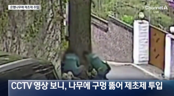 서울 종로 부암동에 있는 환기미술관이 담장 옆 100년 이상된 은행나무에 제초제를 주사했다는 사실이 알려져 주민들 반발이 일고 있다. 사진은 당시 작업자들이 해당 나무에 드릴로 구멍을 내고 있는 모습. /사진=채널A 갈무리