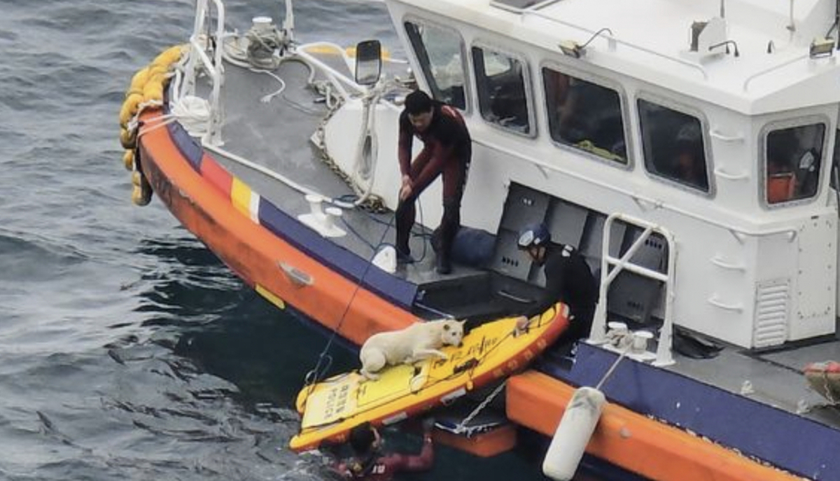 전날 오전 서귀포해경이 절벽에서 떨어진 반려견을 구조하는 모습/사진=서귀포해경 제공