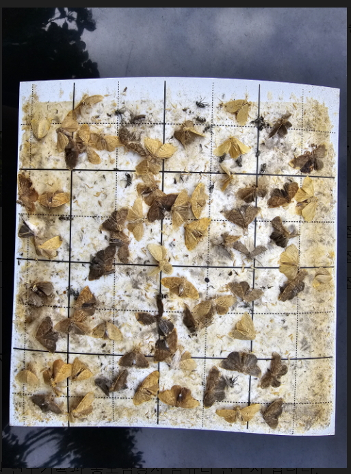 교미교란제 미처리구의 페로몬 트랩에 포획된 차독나방 성충./사진제공=국립산림과학원