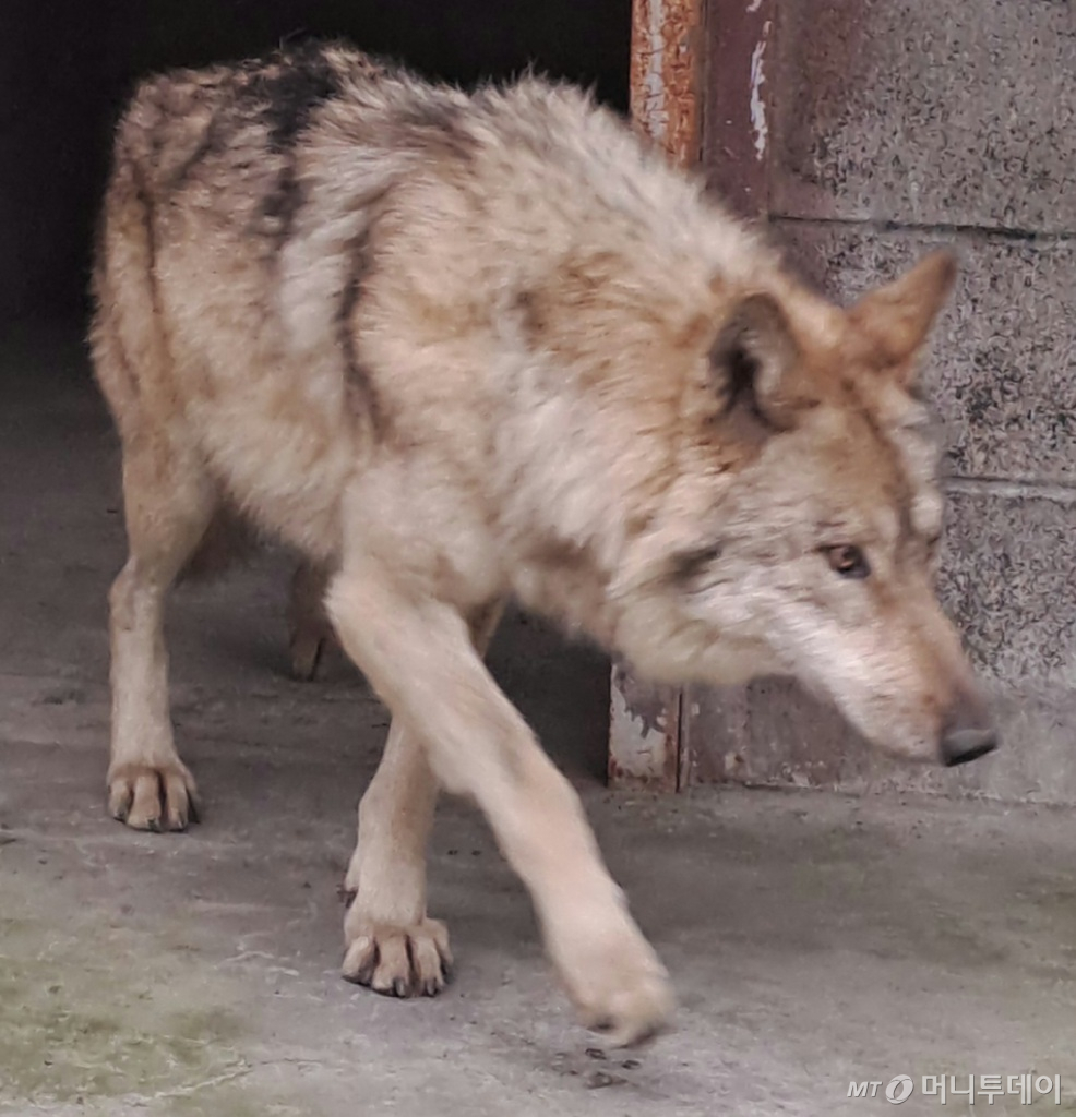 지난 4월17일 대전 중구 오월드에서 탈출한 늑대 '늑구'가 외부 의료기관에서 치료를 받고 회복중인 모습. 늑구는 지난 4월8일 오전 9시 30분께 오월드 사파리 내 철조망 아래를 파고 탈출해 10일 만인 4월17일 오전 0시 44분께 마취총을 이용해 최종 포획에 성공해 시설로 돌아왔다./사진=뉴스1.