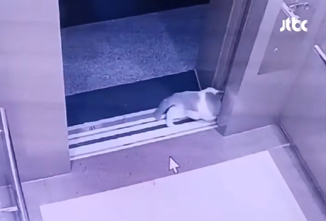 아파트에서 반려묘를 잃어버린 한 가족이 관리실에 CCTV 열람을 요청했으나 여러 차례 거절당해 구조가 늦어졌다며 분통을 터뜨렸다. /사진=JTBC '사건반장' 방송화면 캡처