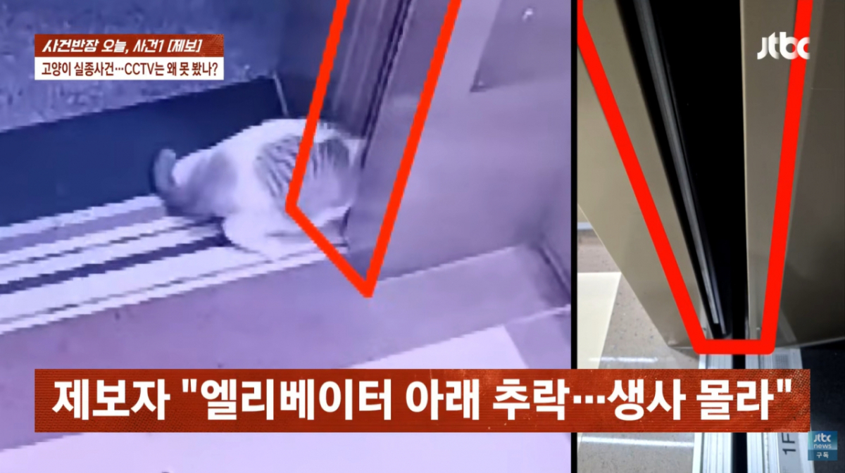 아파트에서 반려묘를 잃어버린 한 가족이 관리실에 CCTV 열람을 요청했으나 여러 차례 거절당해 구조가 늦어졌다며 분통을 터뜨렸다. /사진=JTBC '사건반장' 방송화면 캡처