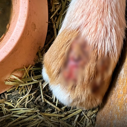'아기 동물 체험'을 내세운 전시 시설에서 피부가 심하게 뜯겨나갔음에도 치료받지 못하고 방치된 기니피그가 발견돼 동물 학대 논란이 일고 있다./사진=동물자유연대 제공