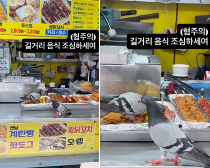 지난 5일 SNS 스레드에 비둘기들에게 점령 당한 길거리 음식점을 찍은 영상이 올라왔다, /사진=스레드 캡처