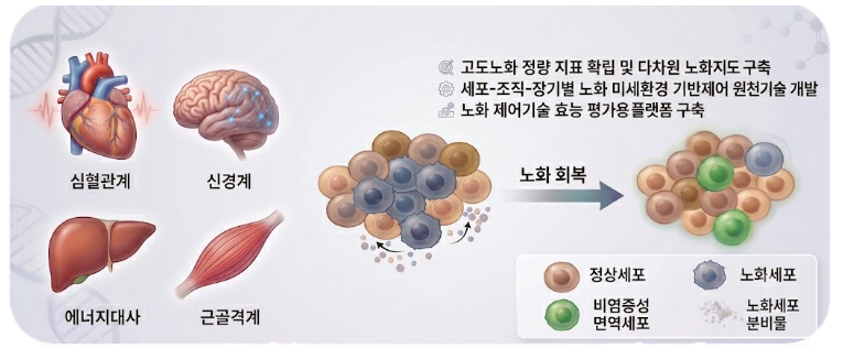 과학기술정보통신부가 올해부터 2030년까지 총 475억원을 투입해 노화극복 원천기술을 개발하고 국가 차원의 연구 생태계를 조성한다고 10일 밝혔다. /사진=과학기술정보통신부