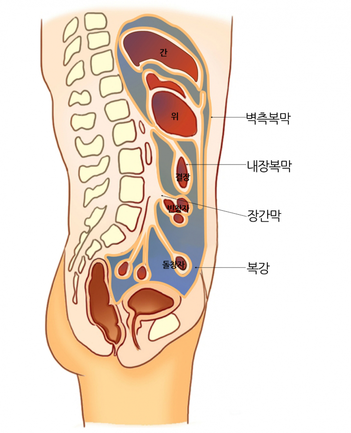복막의 구조. /자료=서울아산병원